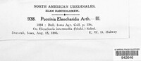 Puccinia eleocharidis image